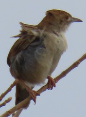 Cisticola chiniana