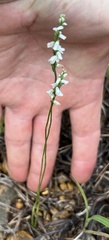 Spiranthes tuberosa