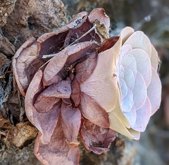 Aeonium