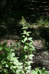 Lysimachia verticillaris