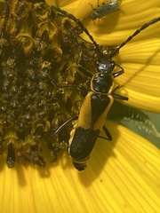 Chauliognathus deceptus