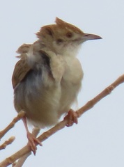 Cisticola chiniana
