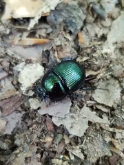 Geotrupes balyi