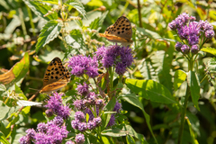 Argynnis laodice