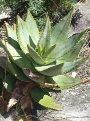 Aloe