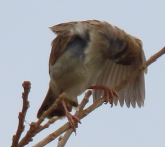 Cisticola chiniana