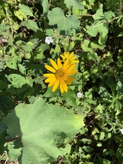 Heliopsis helianthoides