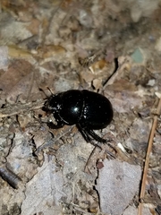 Geotrupes balyi