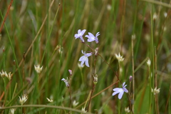 Lobelia kalmii