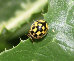 Propylea quatuordecimpunctata