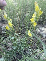 Linaria