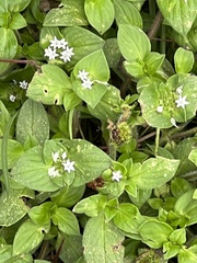 Richardia brasiliensis