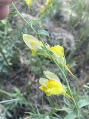 Linaria
