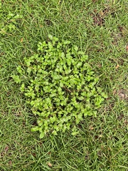 Richardia brasiliensis