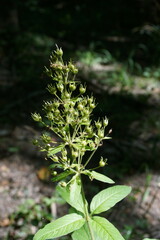 Lysimachia verticillaris