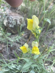 Linaria