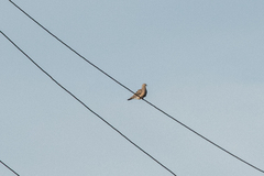 Streptopelia orientalis