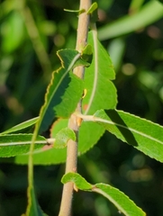 Salix