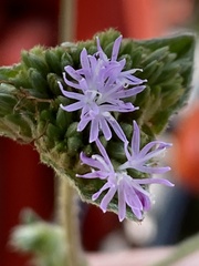 Elephantopus tomentosus