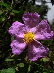 Cistus symphytifolius