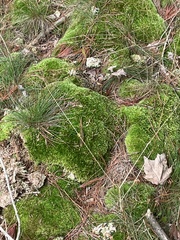 Leucobryum glaucum