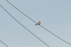 Streptopelia orientalis