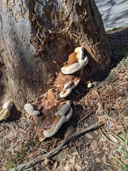 Ganoderma polychromum