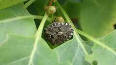 Rhaphigaster nebulosa