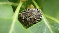 Rhaphigaster nebulosa