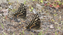 Papilio palamedes