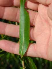 Salix