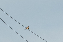 Streptopelia orientalis