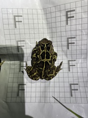 Sclerophrys pantherina