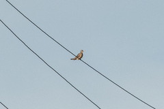 Streptopelia orientalis