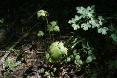 Ranunculus constantinopolitanus