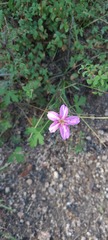 Geranium caespitosum