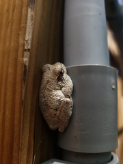 Hyla chrysoscelis