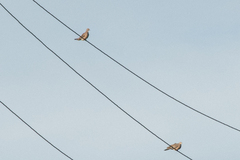 Streptopelia orientalis