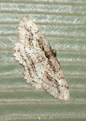 Neoalcis californiaria