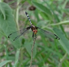 Dythemis fugax