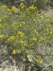 Gutierreziinae