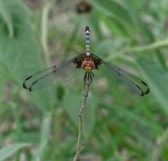 Dythemis fugax