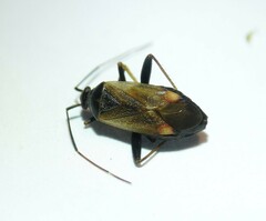 Adelphocoris seticornis