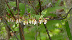 Pieris phillyreifolia