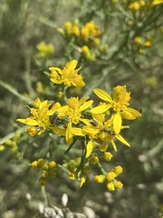 Gutierreziinae