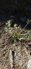 Euphorbia lurida