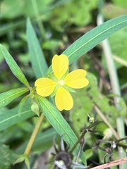 Ludwigia octovalvis