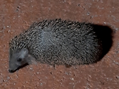 Erinaceus concolor