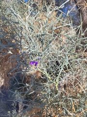 Psorothamnus spinosus