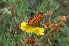 Boloria selene